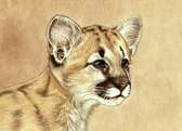 Cougar Cub2